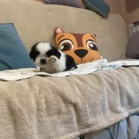 Adorables bébés shih tzu #4