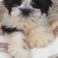 Adorables bébés shih tzu