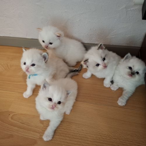 Bébés ragdolls