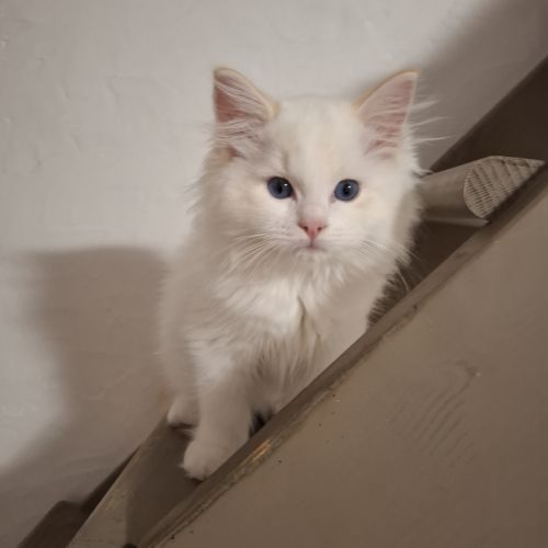 Chatons  ragdolls