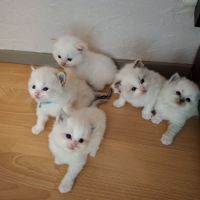 Bébés ragdolls #0