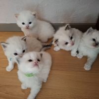 Bébés ragdolls #2