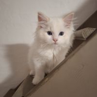Chatons  ragdolls