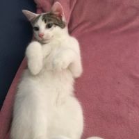 Huggy, adorable chaton #1