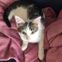 Huggy, adorable chaton