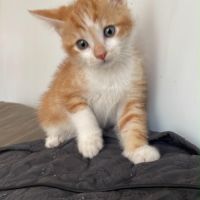 Dormeur, chaton a reserver!