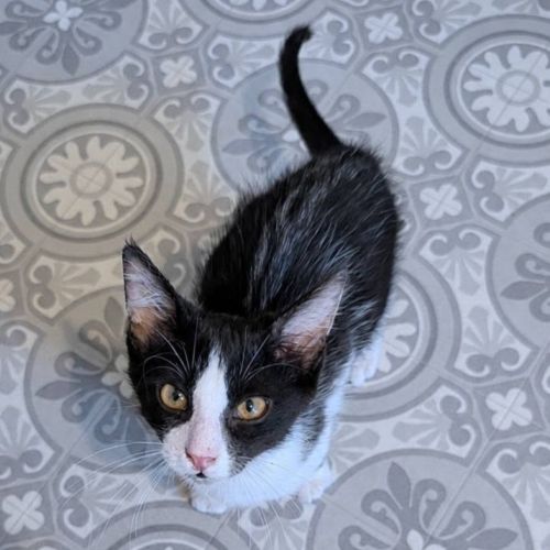 Ceres, adorable chaton à l'adoption #0