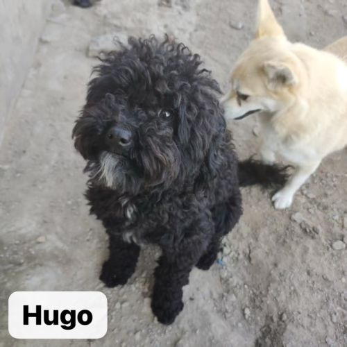 Hugo, petit caniche adorable a adopter! #0