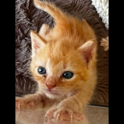 Kiko, adorable chaton à l'adoption #0