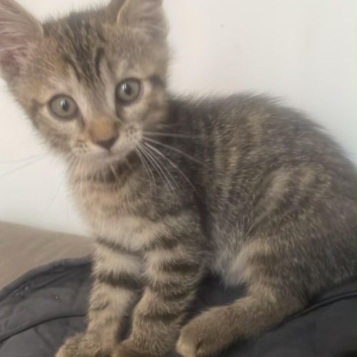 Proffe, chaton a reserver! #0