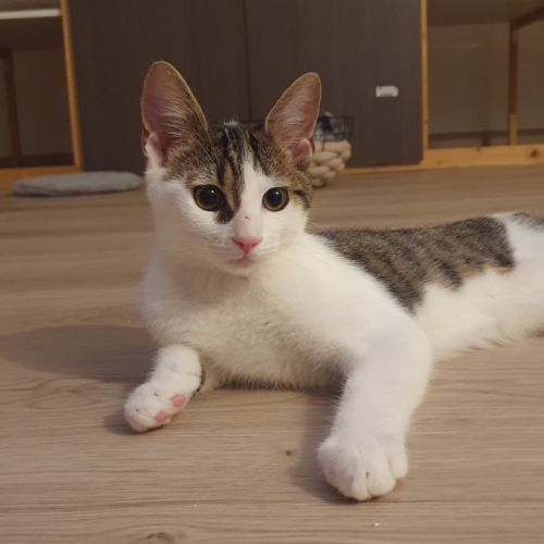 Cheeky chaton mignon