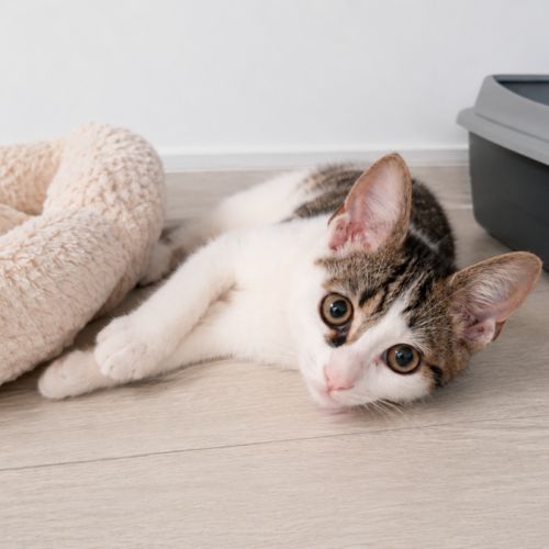 Cheeky chaton mignon #2