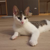 Cheeky chaton mignon