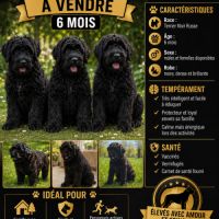 Terrier noir russe urgent