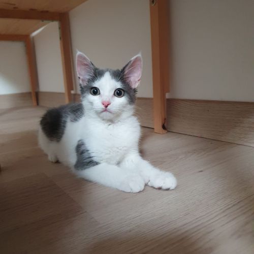 Sora, chaton à croquer