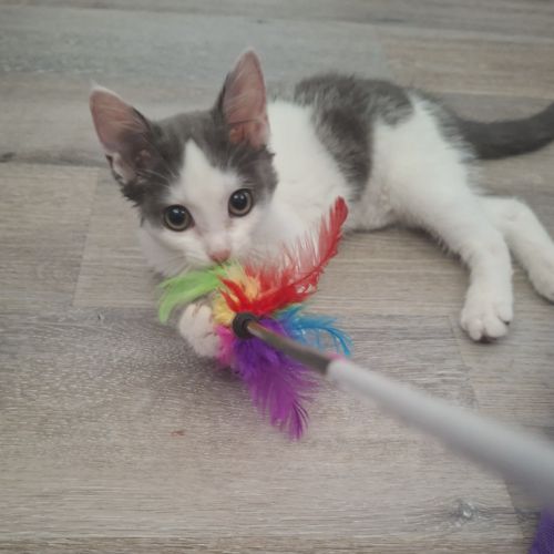 Sora, chaton à croquer #2