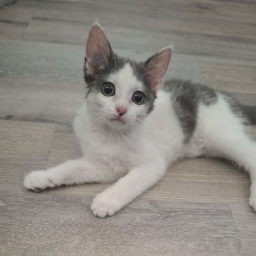 Sora, chaton à croquer #3