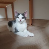 Sora, chaton à croquer