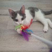 Sora, chaton à croquer #2
