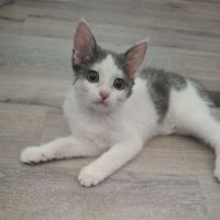 Sora, chaton à croquer #3