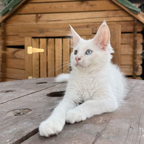 Chaton maine coon mâle loof #1