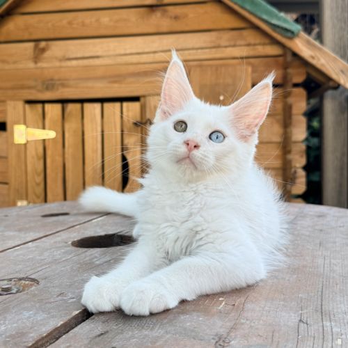 Chaton maine coon mâle loof #2