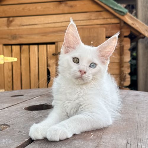 Chaton maine coon mâle loof #3
