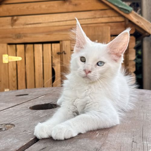 Chaton maine coon mâle loof #0