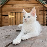 Chaton maine coon mâle loof #1