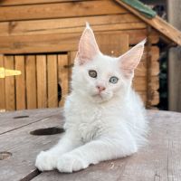 Chaton maine coon mâle loof #3