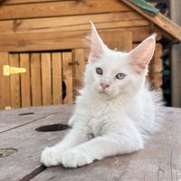 Chaton maine coon mâle loof