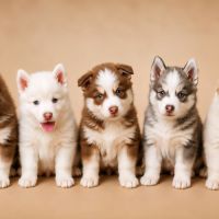 Pomsky yeux bleus