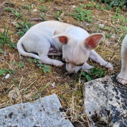Chiot type chihuahua poils courts #2