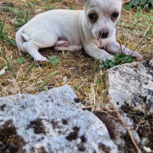 Chiot type chihuahua poils courts #3