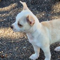 Chiot type chihuahua poils courts