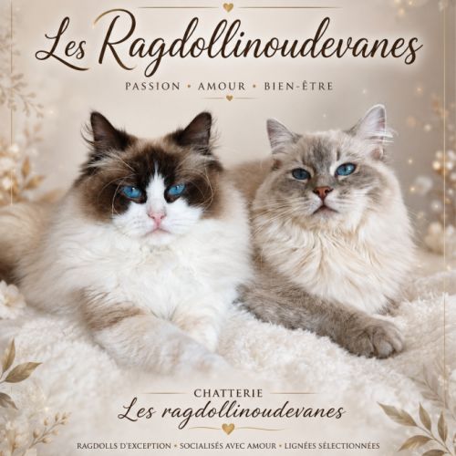 Ragdoll mâle #1