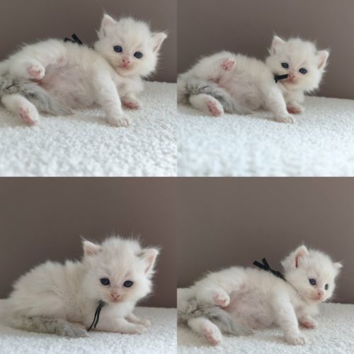 Ragdoll mâle