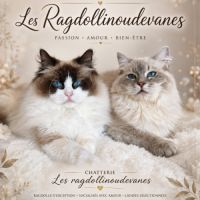 Ragdoll mâle #1