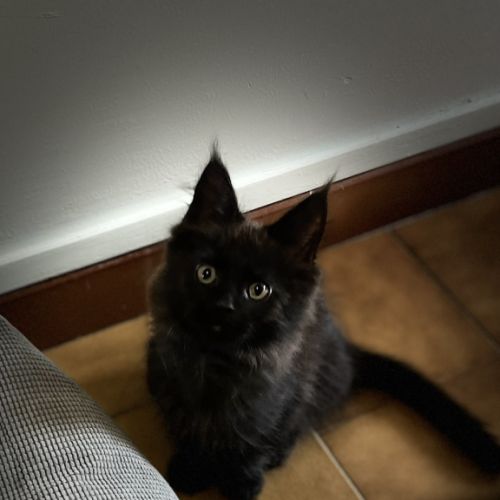 Mainecoon loof #1