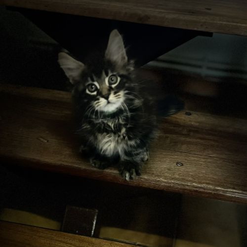Mainecoon loof #6
