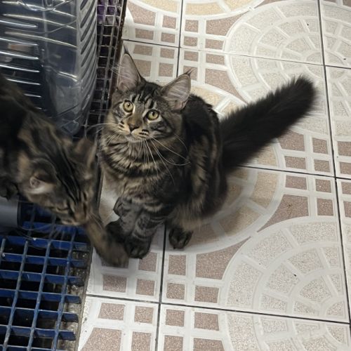 Mainecoon loof #1