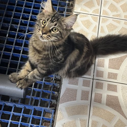 Mainecoon loof #2