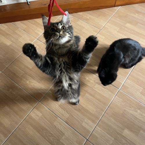 Mainecoon loof