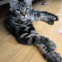 Mainecoon loof