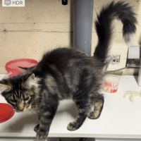Mainecoon loof #4