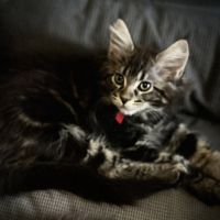 Mainecoon loof #5