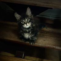 Mainecoon loof #6