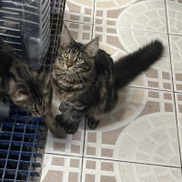 Mainecoon loof #1