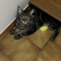 Mainecoon loof #3