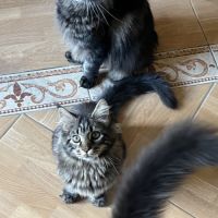 Mainecoon loof #5